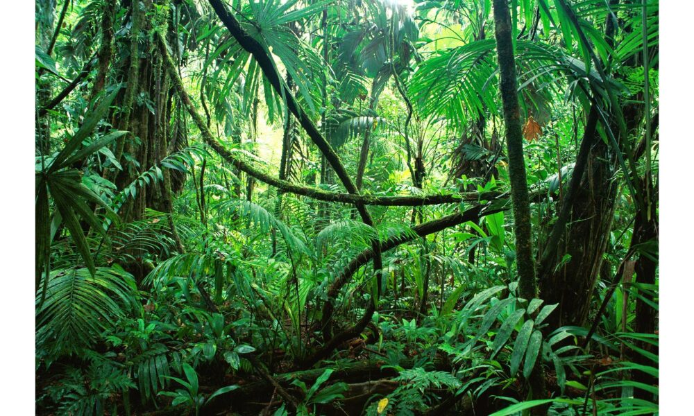 Tarzan