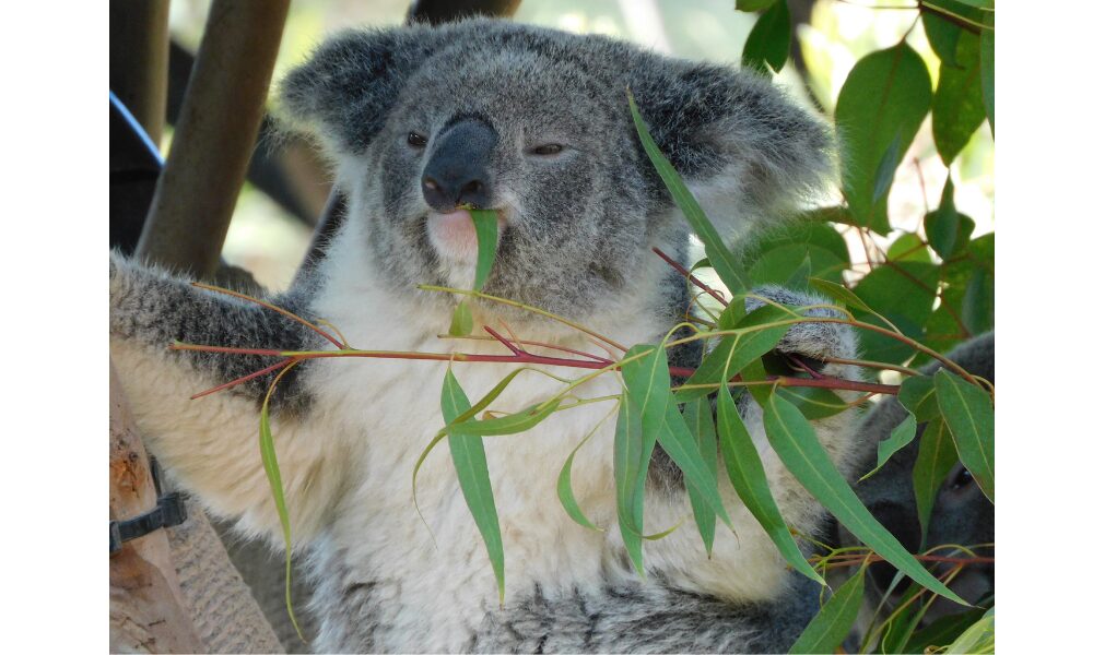 eucalyptus leaves