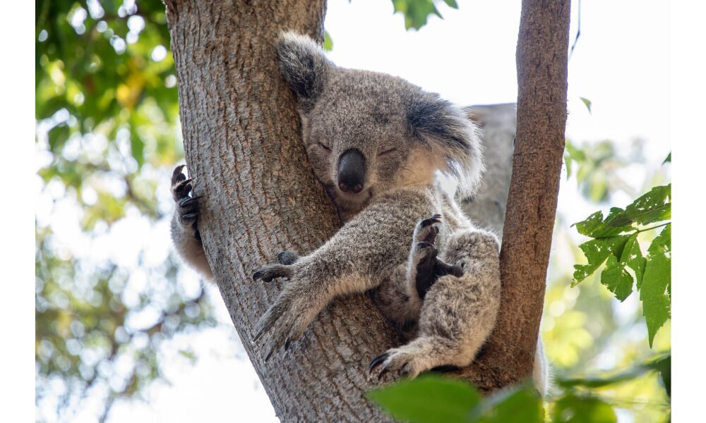 koala