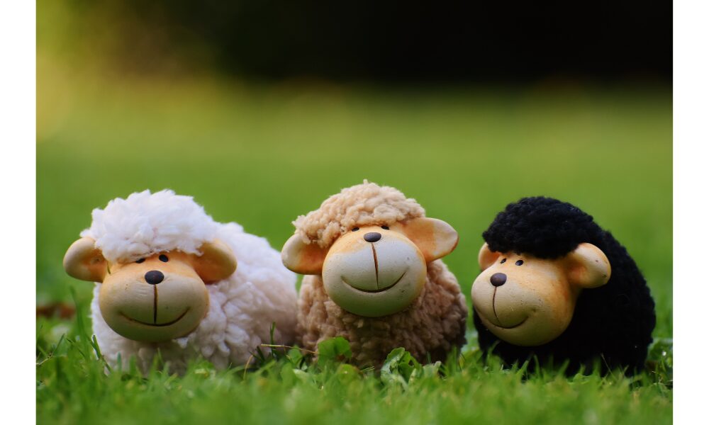 sheep
