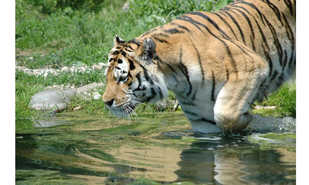 tiger